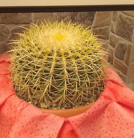 Frühstückspension Rosy House Scalea