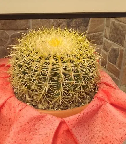 Nocleg ze śniadaniem Rosy House Scalea